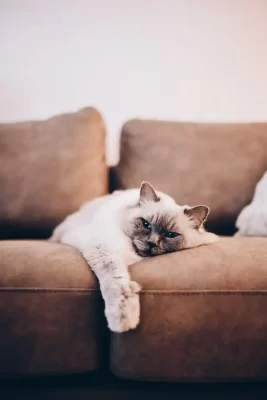 Half-asleep cat lying stretched out on a sofa