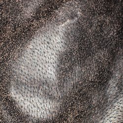 Close-up of animal skin with visible pores